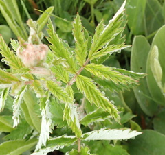 Rubus ludwigii