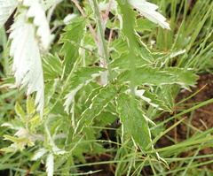 Rubus ludwigii