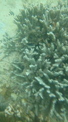 Montipora digitata