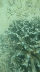 Montipora digitata
