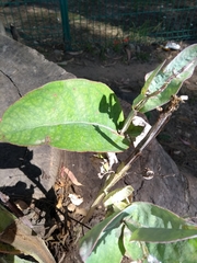 Magnoliopsida