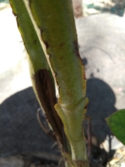 Magnoliopsida