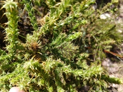 Cullumia reticulata