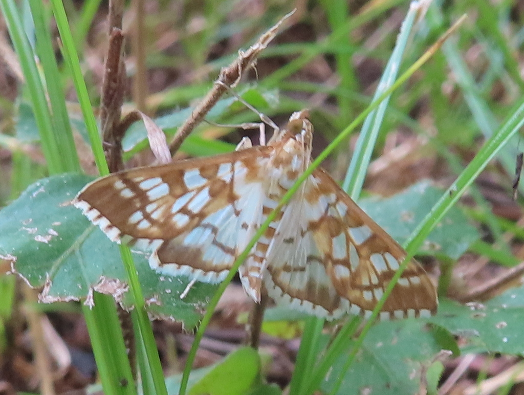 Orange Epipagis Moth