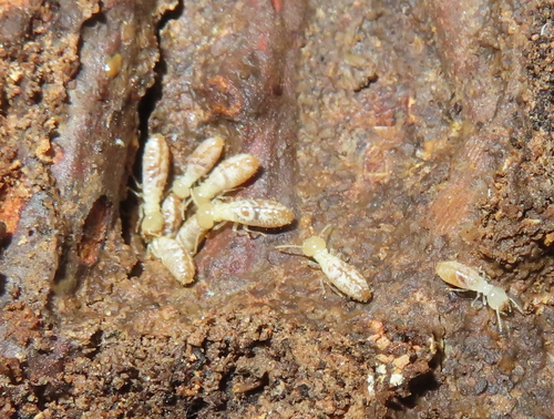Eastern subterranean termite