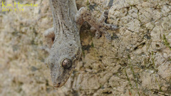 Gekko japonicus