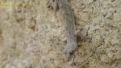Gekko japonicus