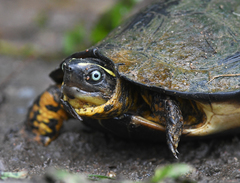 Rhinoclemmys melanosterna