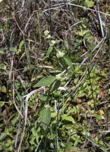 Hedyotis uncinella iNat (3)