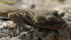 Gekko japonicus