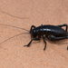 Tanner's Black Camel Cricket - Photo (c) Marshal Hedin, some rights reserved (CC BY-NC-SA), uploaded by Marshal Hedin