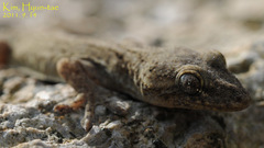 Gekko japonicus