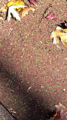 Azolla filiculoides