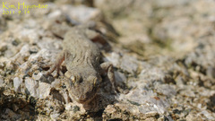 Gekko japonicus