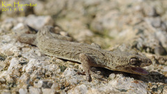 Gekko japonicus