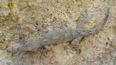 Gekko japonicus