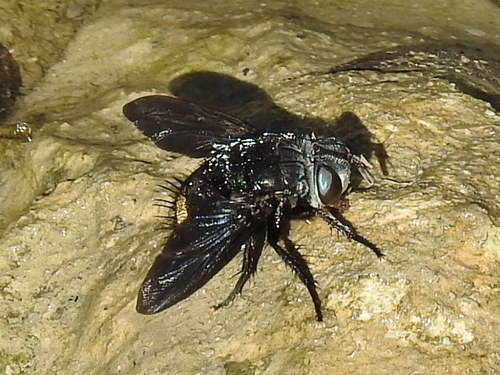 Belvosia borealis photo 5