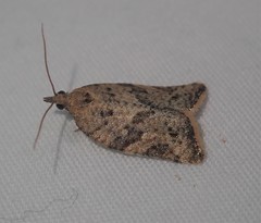 Argyrotaenia franciscana