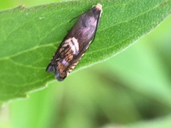 Grapholita interstinctana