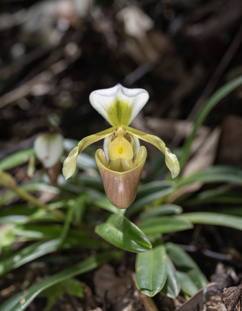 Paphiopedilum barbigerum (Paphiopedilum barbigerum)