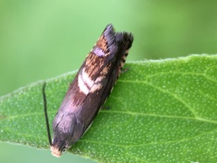 Grapholita interstinctana