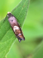 Grapholita interstinctana