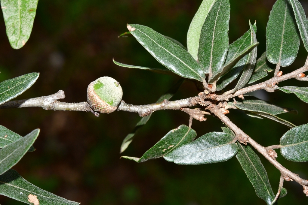 mexican oak