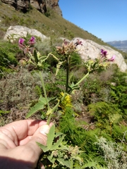 Pelargonium hispidum