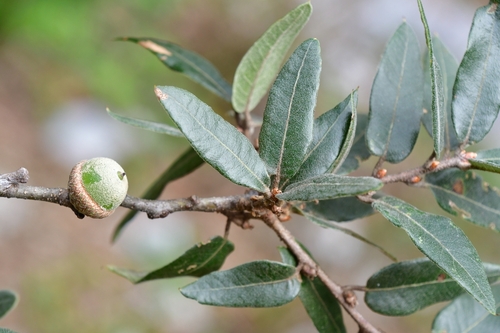 mexican oak