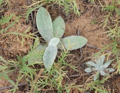 Psilostrophe tagetina