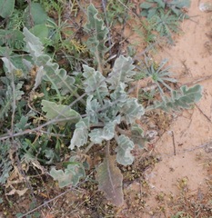Dimorphocarpa candicans