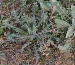 Lepidium lasiocarpum wrightii