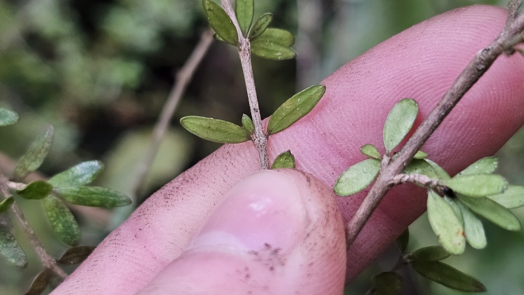 Coprosma obconica; photograph author not stated, no rights reserved