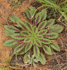 Oenothera grandis