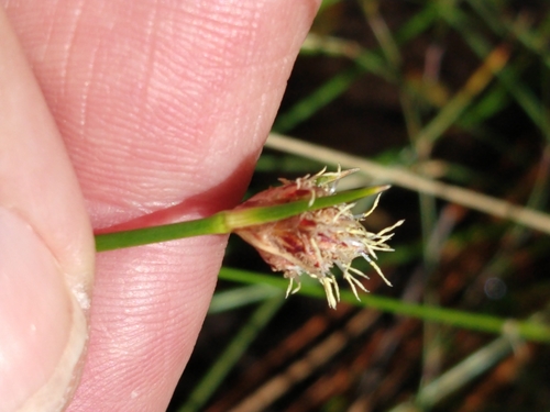 Image of Ficinia brevifolia by no rights reserved