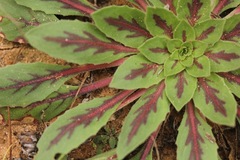 Oenothera grandis