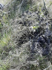 Coprosma cheesemanii