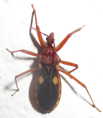 Reduviinae