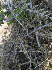 Coprosma cheesemanii