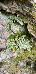 Asplenium bradleyi