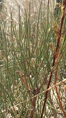 Ephedra procera