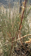 Ephedra procera