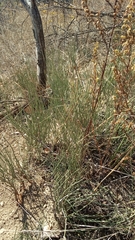 Ephedra procera