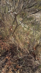 Ephedra procera