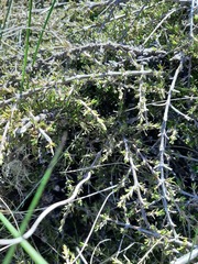 Coprosma cheesemanii