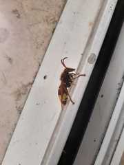 Vespa orientalis