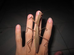 Tenodera aridifolia