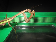 Tenodera aridifolia