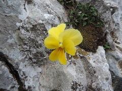 Viola eugeniae