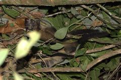 Paradoxurus philippinensis